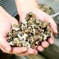Moringa Seed Supply from India