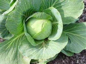 Fresh Cabbage