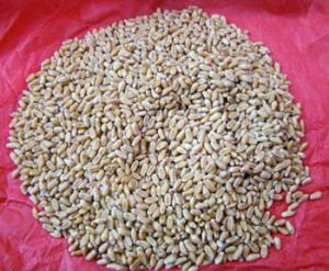 Wheat Seeds