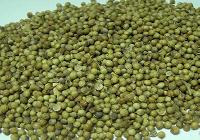 Coriander Seeds