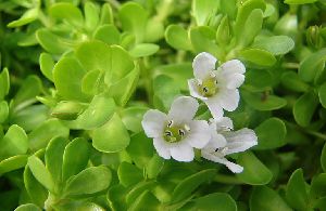 Bacopa Extract