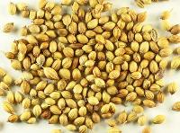 Coriander Seeds