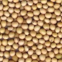 Soybean Seeds