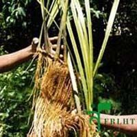 Acorus Calamus Roots