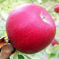 Maharaji Apples