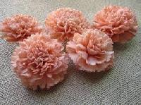 sola carnations