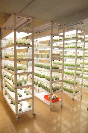 tissue culture racks