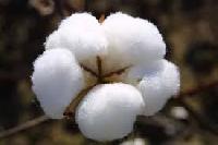 Indian Raw Cotton