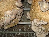 Dry Oyster Mushroom 02