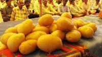 Seed Potatoes - Cadaloo