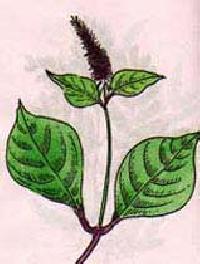 Achyranthes Aspera (Apamarg panchang)