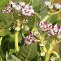 Calotropis Gigantea (Aak Dry Flower)