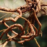 Chitrak (Plumbago Zeylanica)