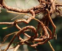 Plumbago Zeylanica (Chitarak Root)