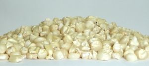 White Corn