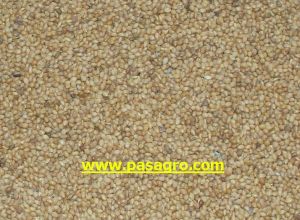 Yellow Millets