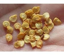 Capsicum Seeds