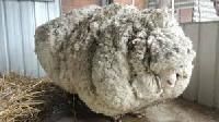 Sheep Wool