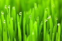 Wheatgrass