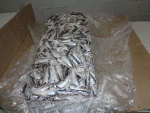 FROZEN SARDINE HGT.