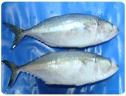 Indian Mackeral Fish