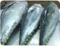 Yellowfin Tuna Fish