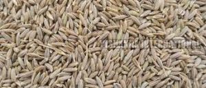 Cumin Seeds