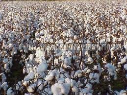 Raw Cotton