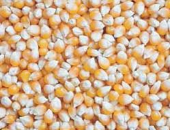 Yellow Maize