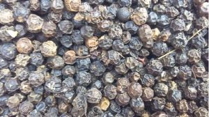 Black Pepper Seeds