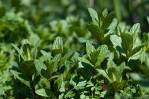 Mentha Piperita Oil