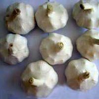 Fresh Garlic Fresh Garlic