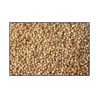 Sorghum Seeds