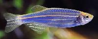 blue danio fish
