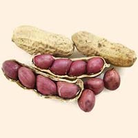 Shelled Groundnuts