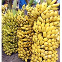 Fresh Bananas