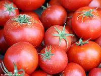 Fresh Tomatoes