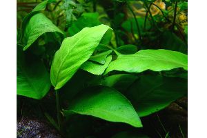 anubias barteri var nana