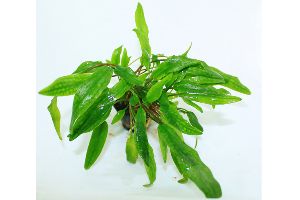 Tropica Aquarium Plants