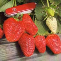 Rania Strawberry Plant