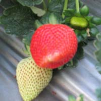 Nabila Strawberry Plant