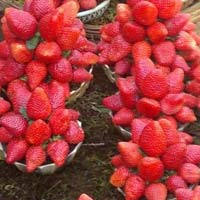 Kamila Strawberry Plant