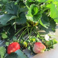 Camarosa Strawberry Plant