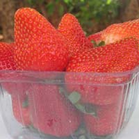 Rania Strawberry Plant