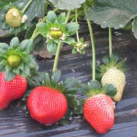 Nabila Strawberry Plant
