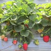 Camarosa Strawberry Plant