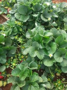 Strawberry Plants