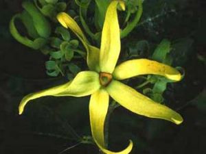 Ylang Ylang Essential Oil