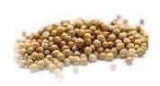 Coriander Seeds