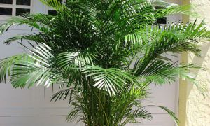 Areca Palm Plant